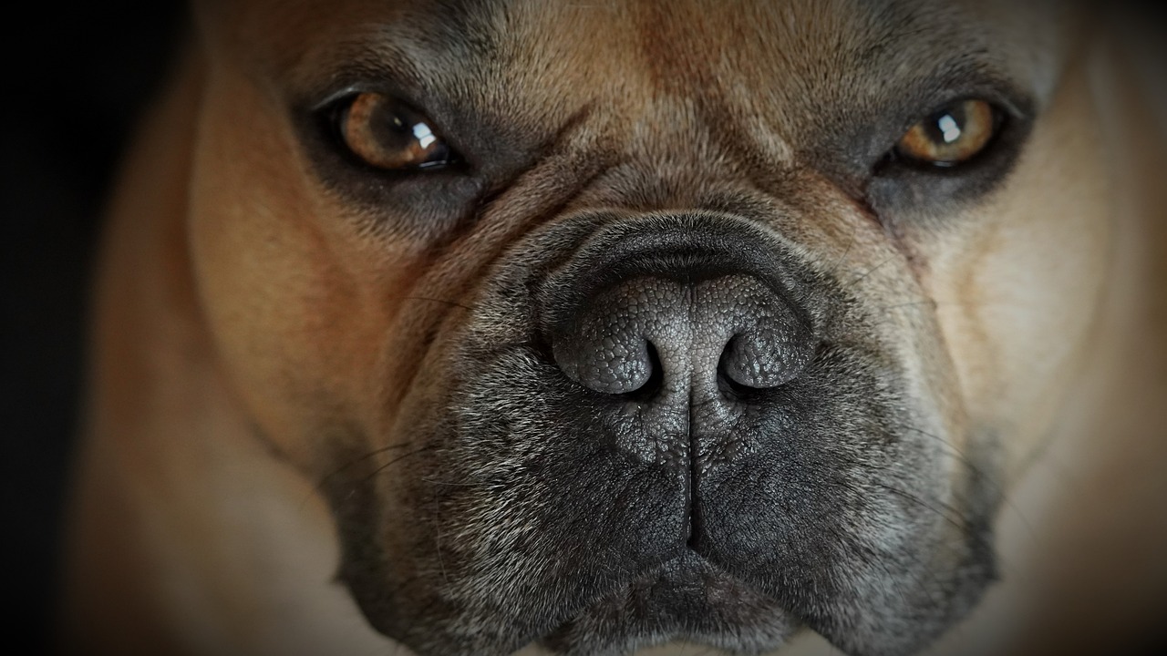 The Unique Features of the French Bulldog - Why They’re So Popular